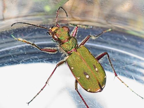 Réf. 341 838 : Cicindela campestris